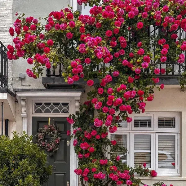 Rosa Bella™ – Premium Climbing Rose Seeds Trends Lift