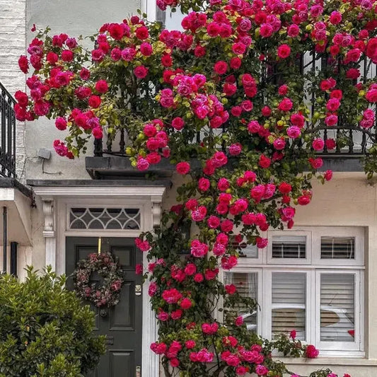 Rosa Bella™ – Premium Climbing Rose Seeds Trends Lift